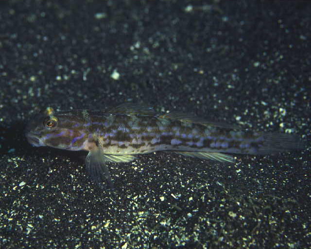 Istigobius hoshinonis